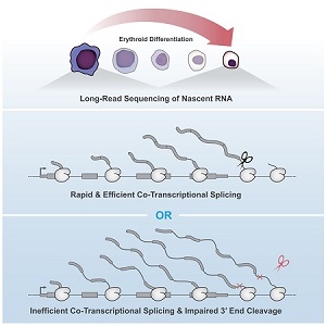 Neugebauer lab splicing 