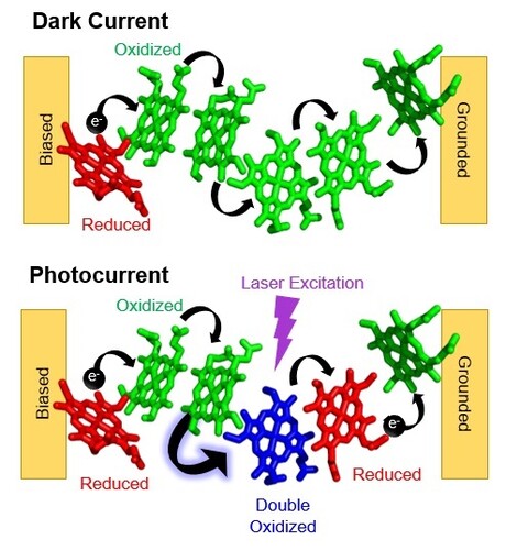 Malvankar Lab publishes on ultrafast electron transfer through nanowires of living biofilms