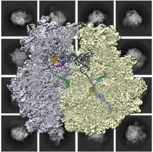 Photo by Bunick Lab; Sarecycline Binds With C. acnes; The structure of Cutibacterium acnes ribosome with the antibiotic sarecycline bound, seen with Cryo-EM microscopy at atomic resolution.