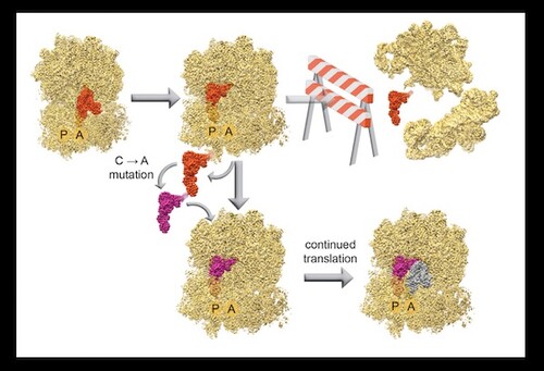 MB&B researchers uncover and overcome translational roadblocks as they engineer a synthetic tRNA.